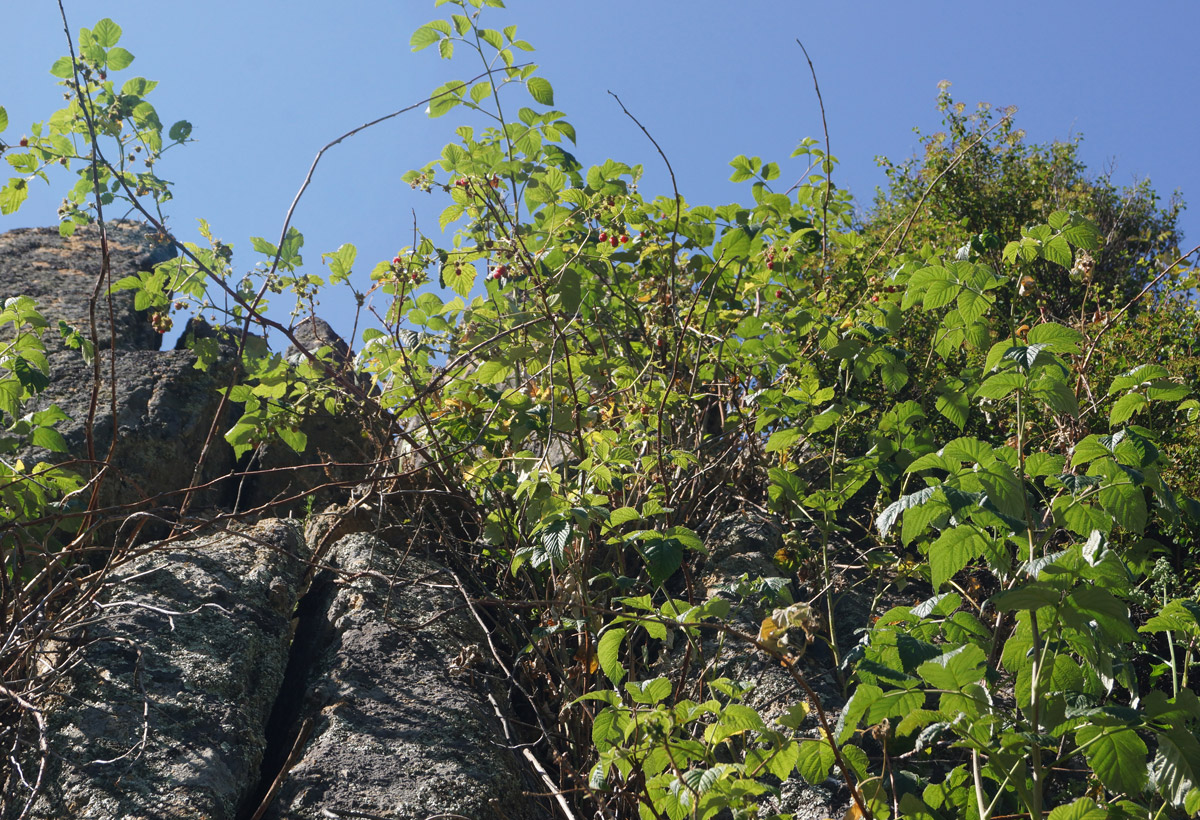 Image of Rubus idaeus specimen.