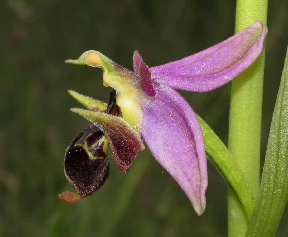 Image of Ophrys oestrifera specimen.