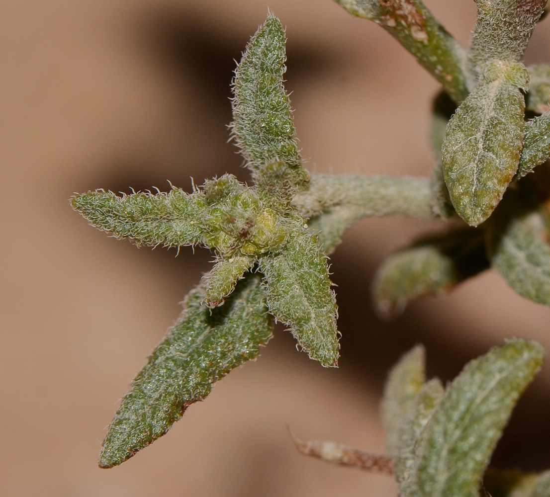 Image of Heliotropium arbainense specimen.