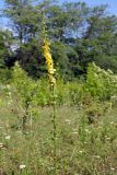 Agrimonia eupatoria