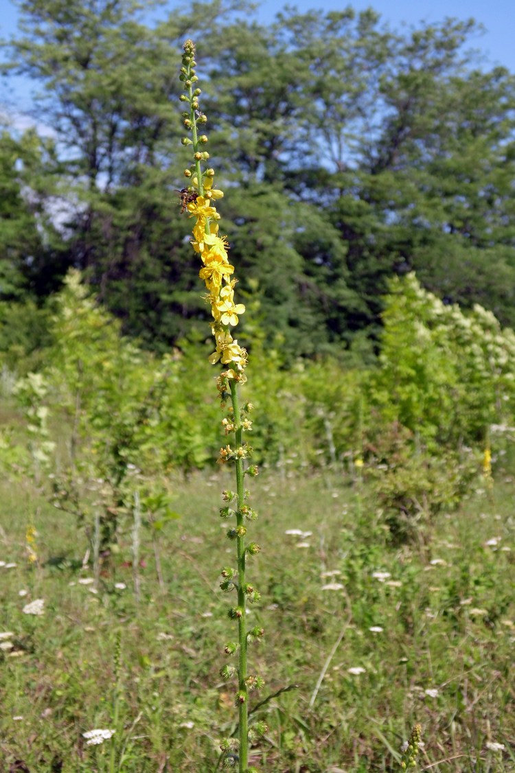 Изображение особи Agrimonia eupatoria.