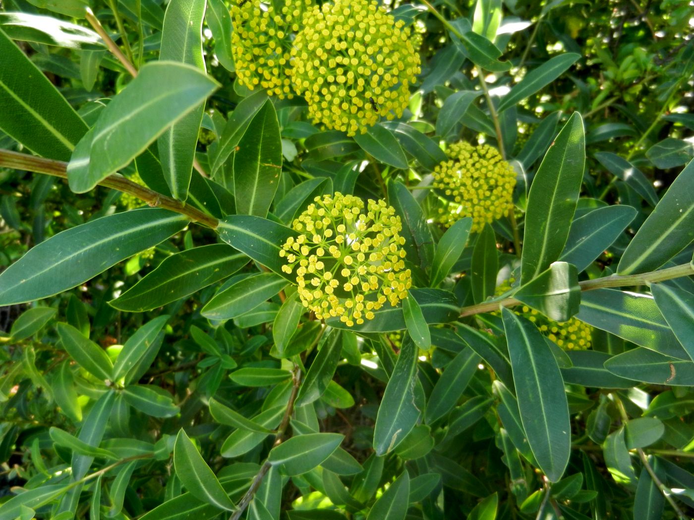 Image of Bupleurum fruticosum specimen.