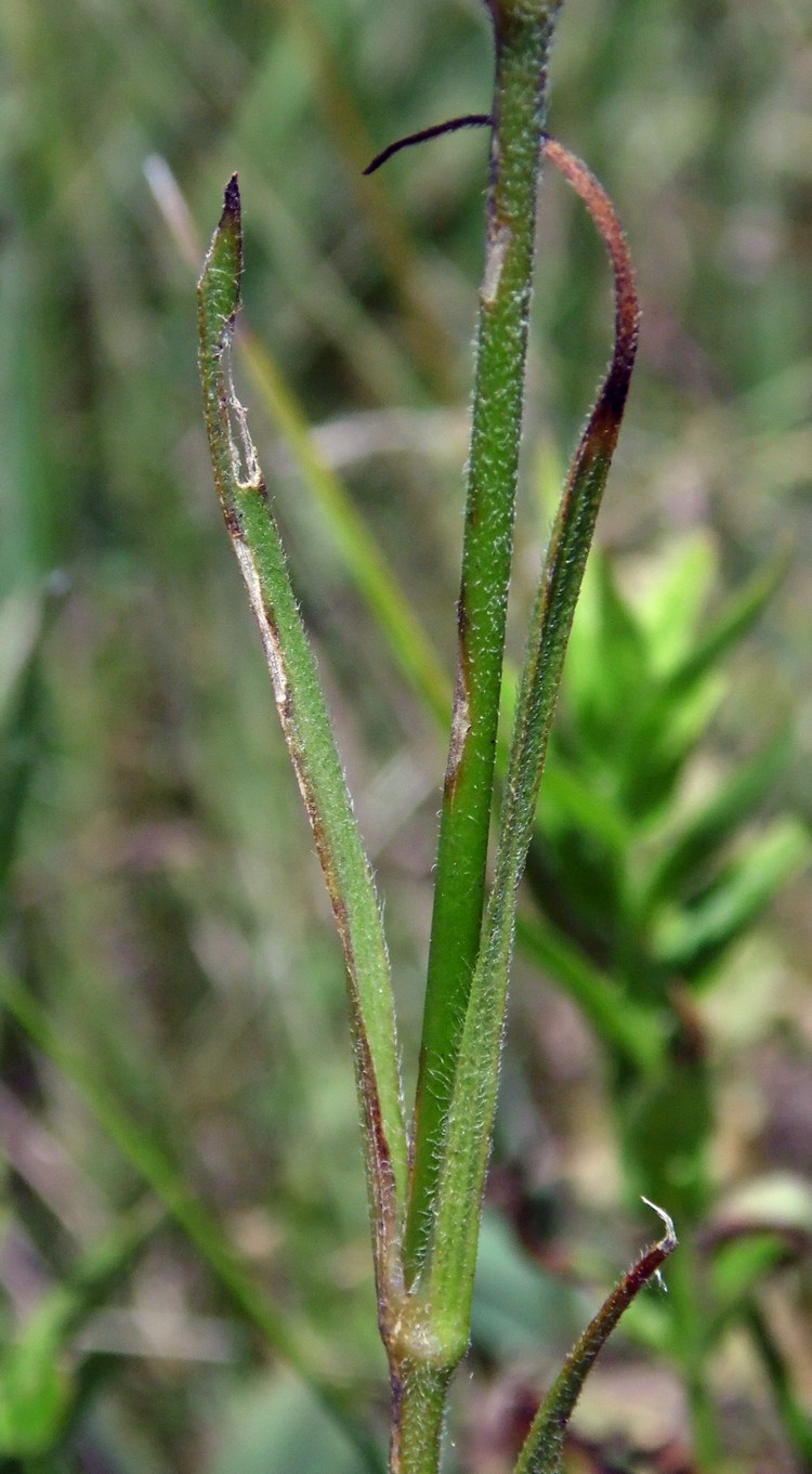 Image of Dianthus armeria specimen.