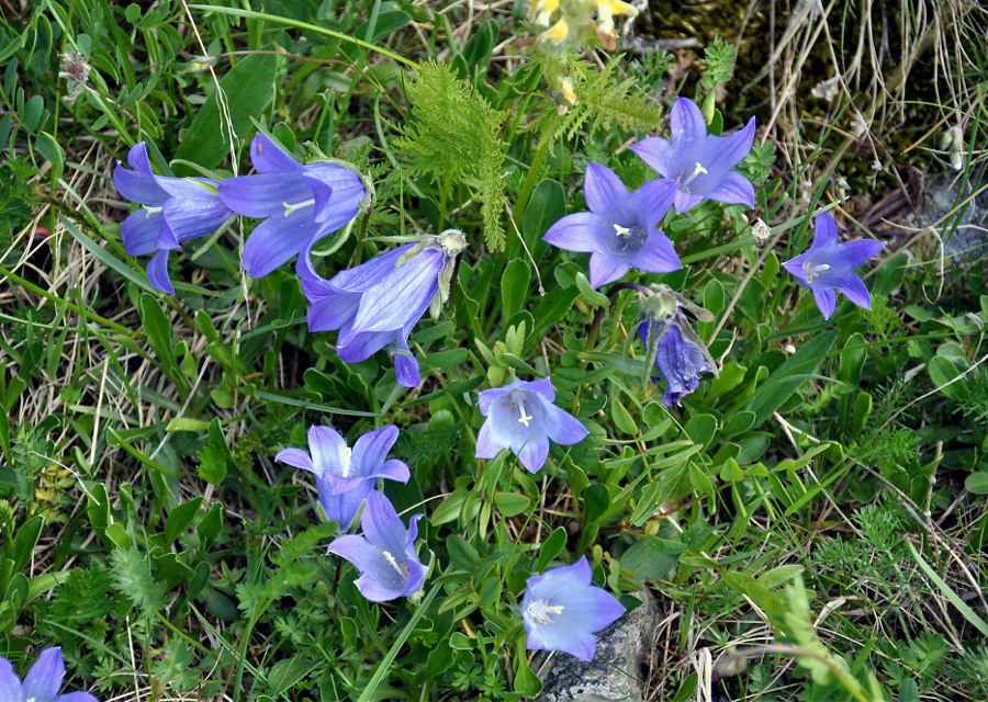 Image of Campanula biebersteiniana specimen.