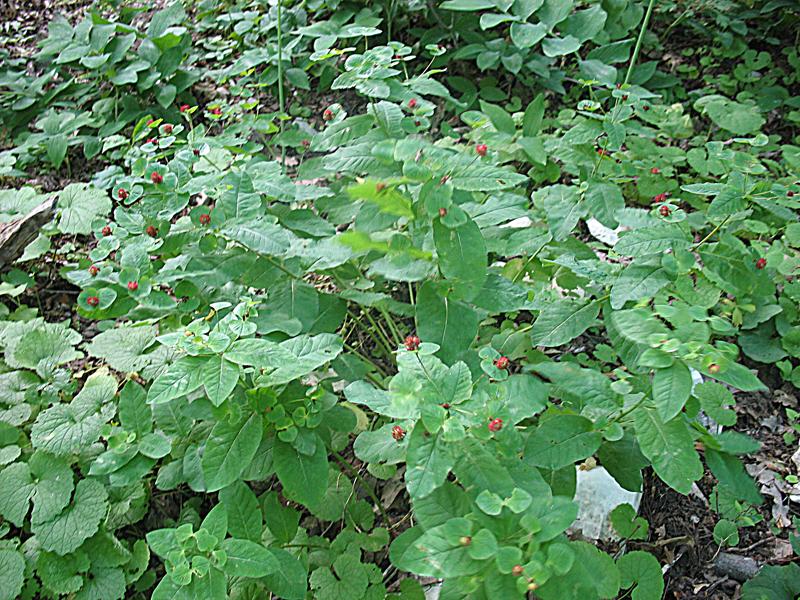 Изображение особи Euphorbia squamosa.