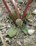 Taraxacum hybernum