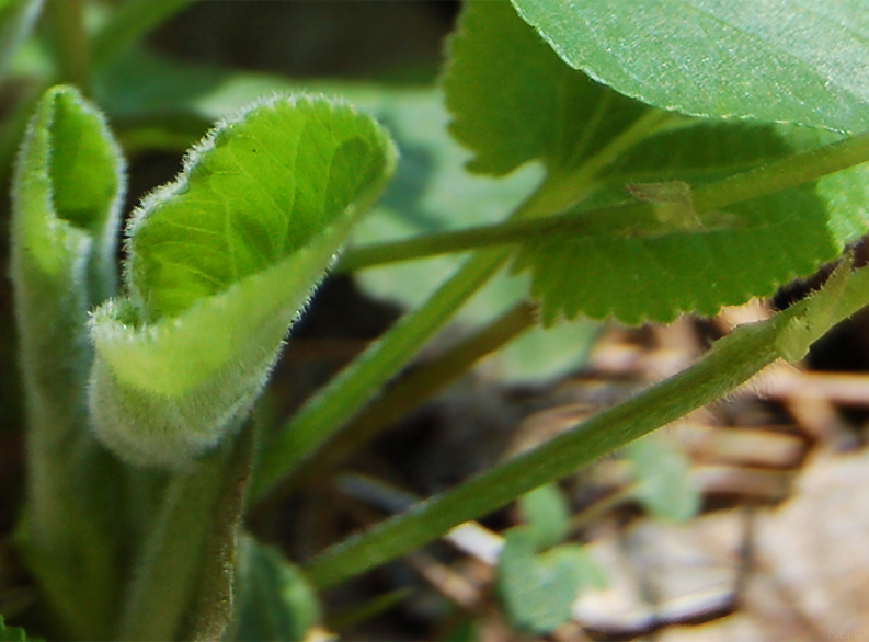 Image of Viola hirta specimen.