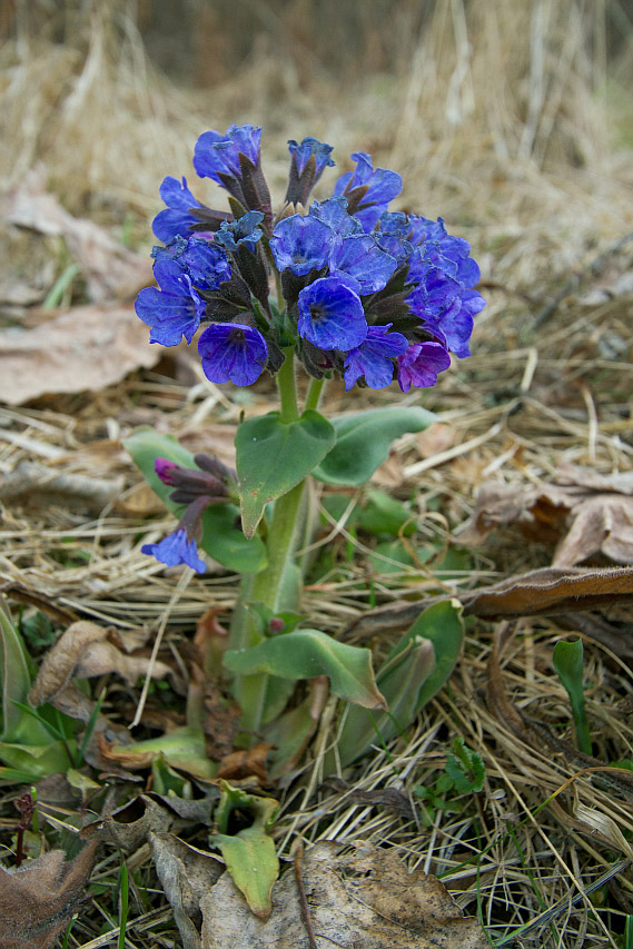 Изображение особи Pulmonaria mollis.