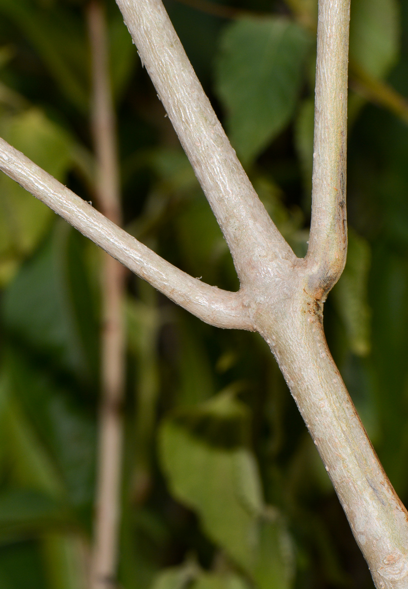 Image of Justicia adhatoda specimen.