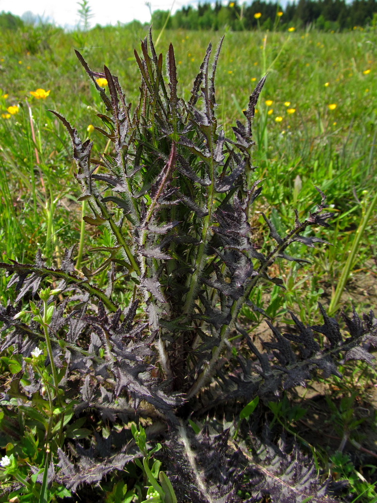 Изображение особи Cirsium palustre.