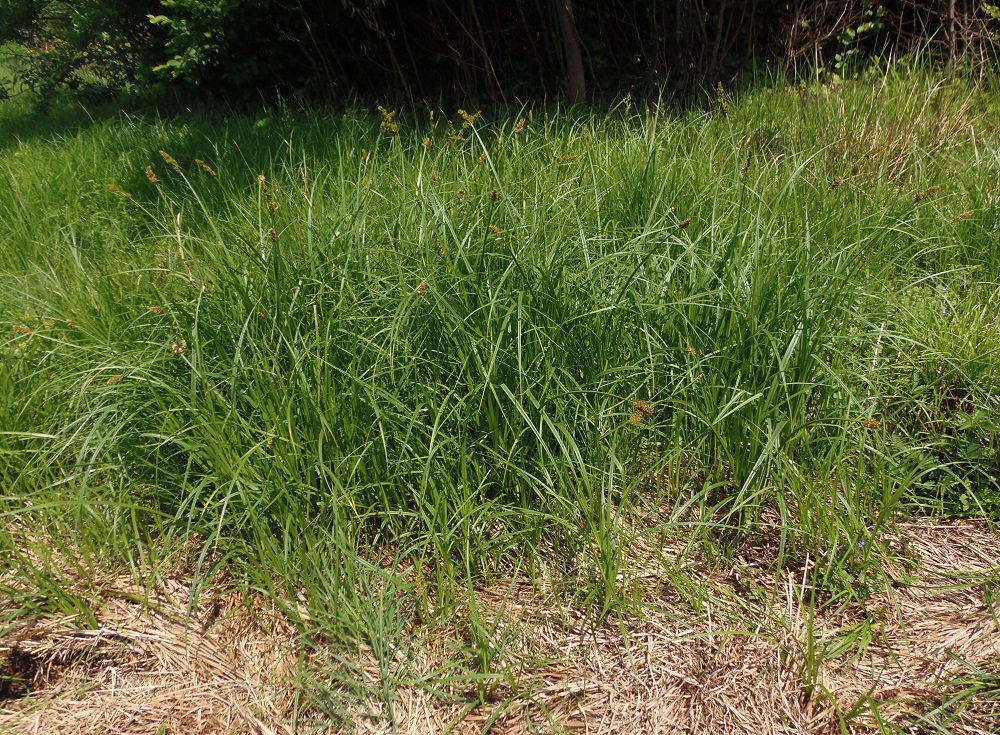 Image of genus Carex specimen.