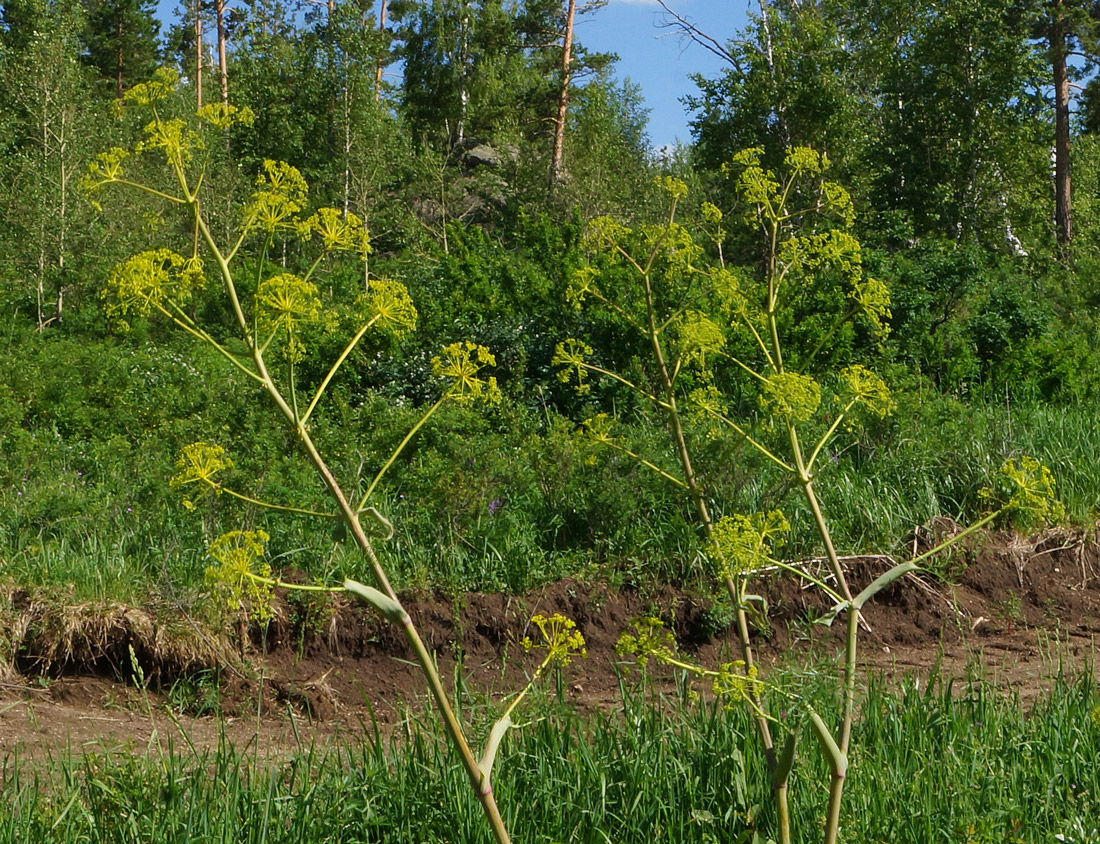 Image of Ferula songarica specimen.