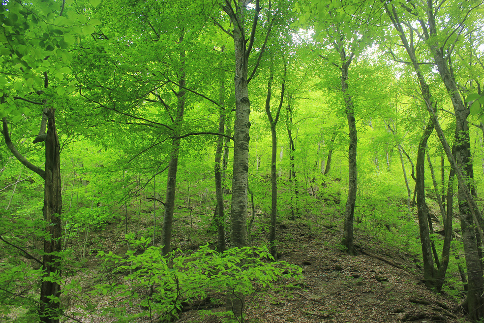 Изображение особи Fagus orientalis.