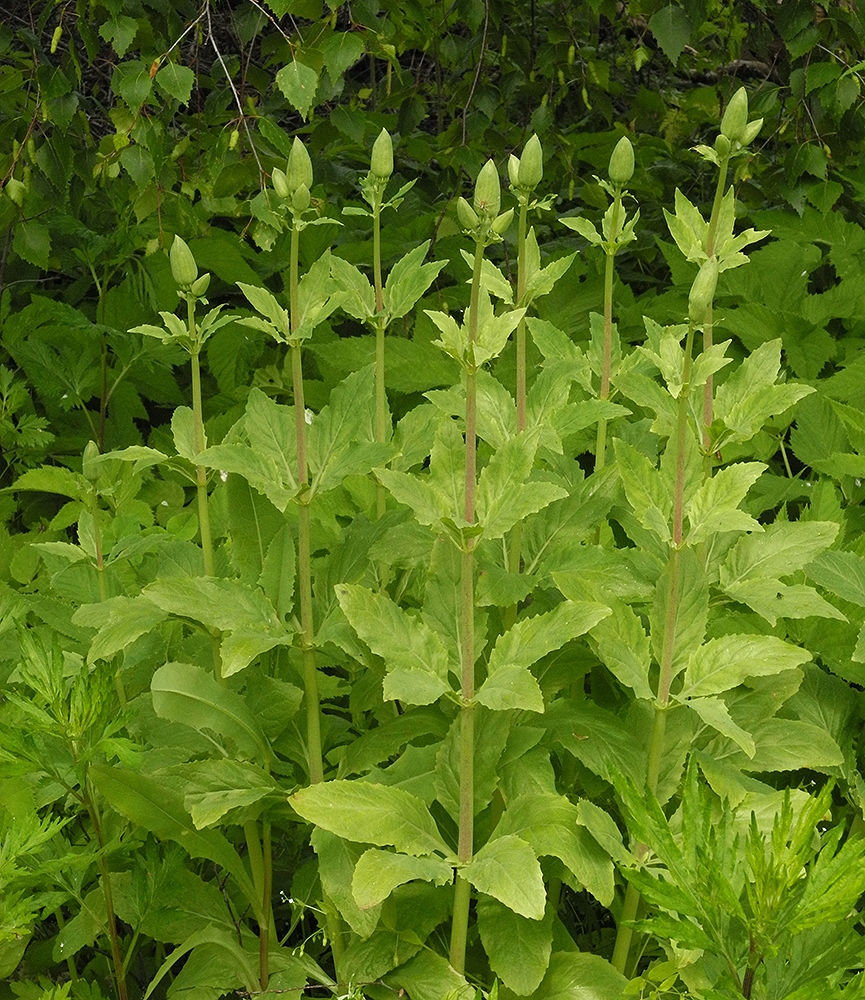 Image of Ostrowskia magnifica specimen.