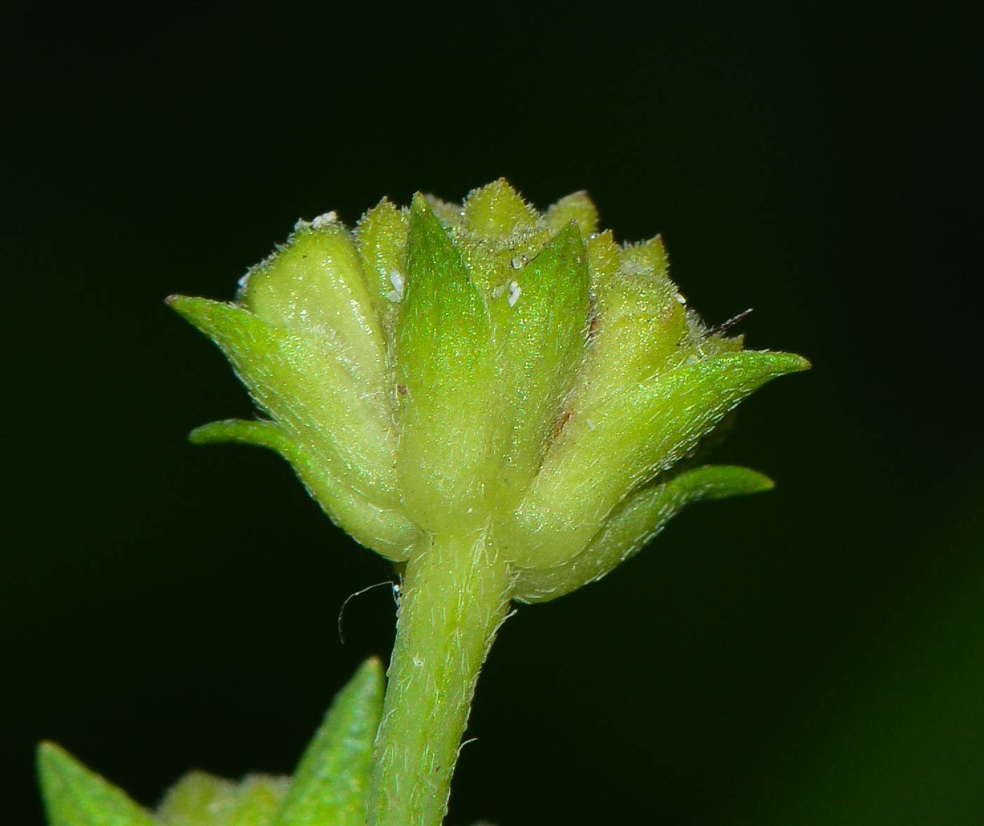 Изображение особи Melanthera biflora.