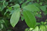 View full-size image Padus avium subspecies pubescens
