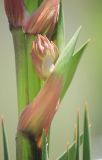 Yucca gloriosa. Часть развивающегося соцветия. Черноморское побережье Кавказа, г. Новороссийск, в культуре. 21 мая 2015 г.