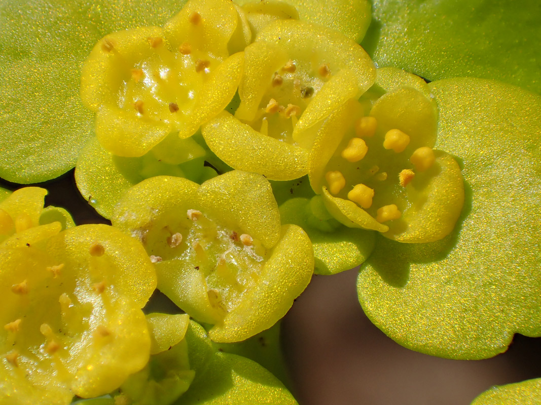 Изображение особи Chrysosplenium alternifolium.