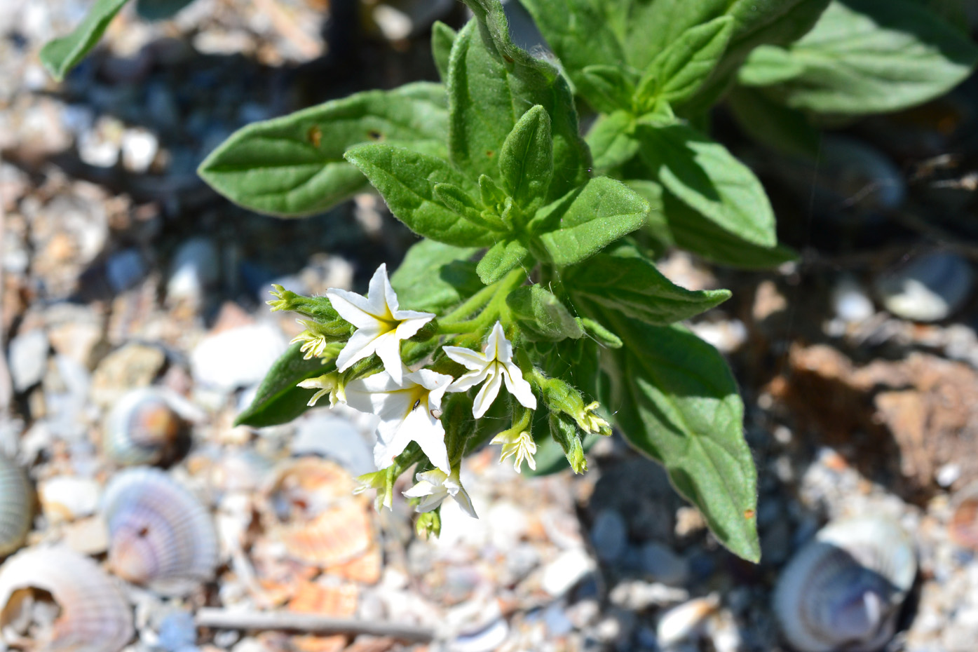 Image of Argusia sibirica specimen.