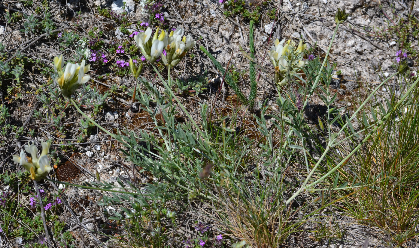 Image of Astragalus glaucus specimen.