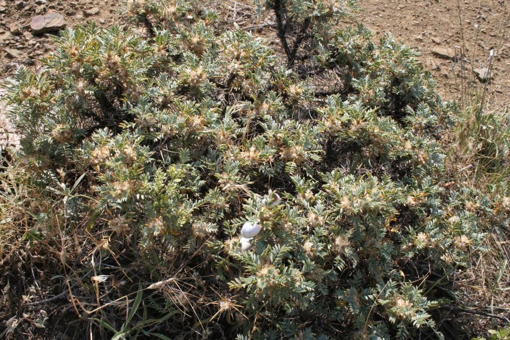 Image of Astragalus microcephalus specimen.