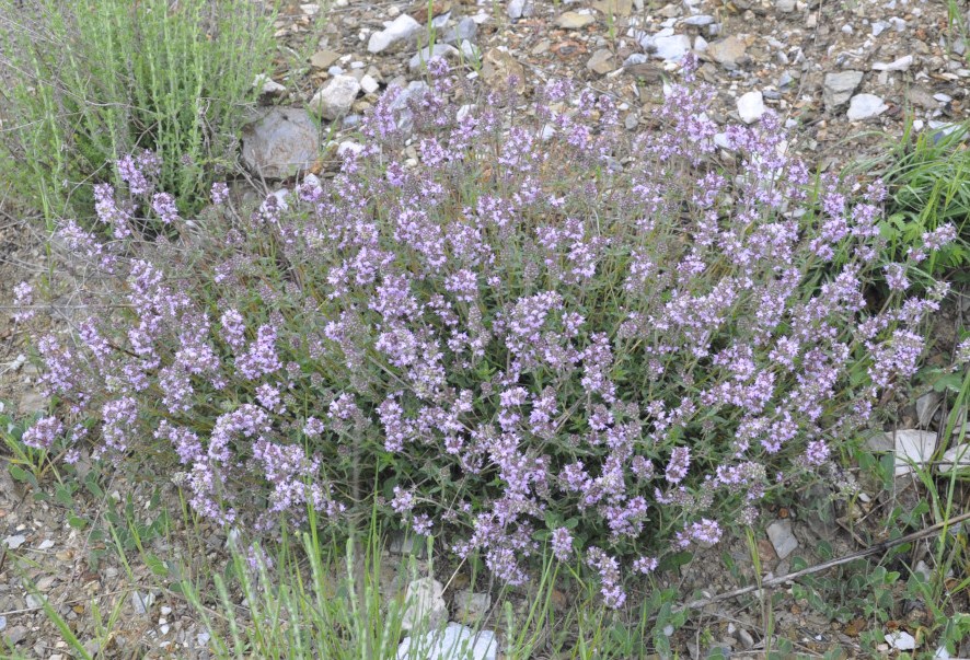 Image of genus Thymus specimen.