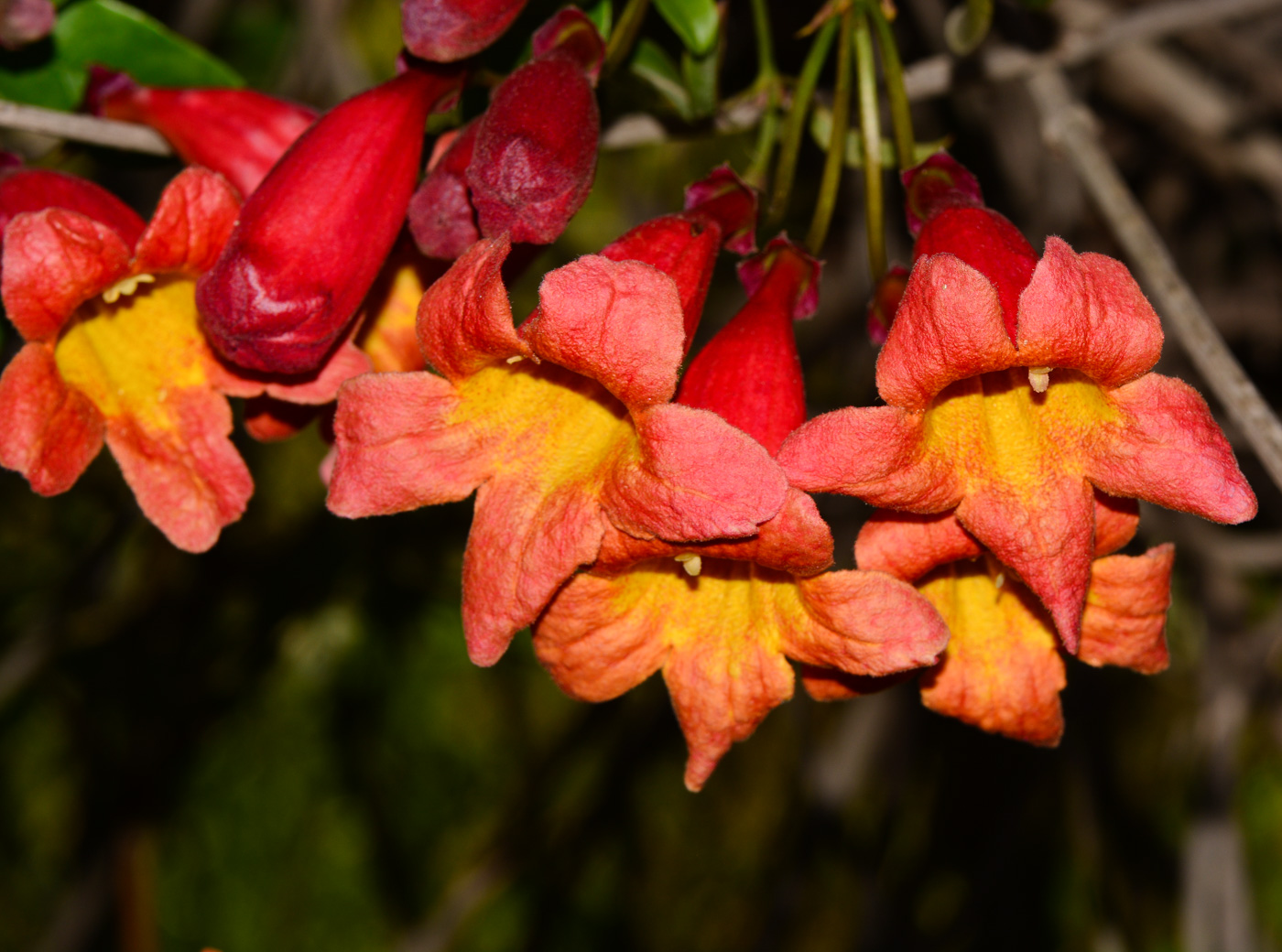 Image of Bignonia capreolata specimen.