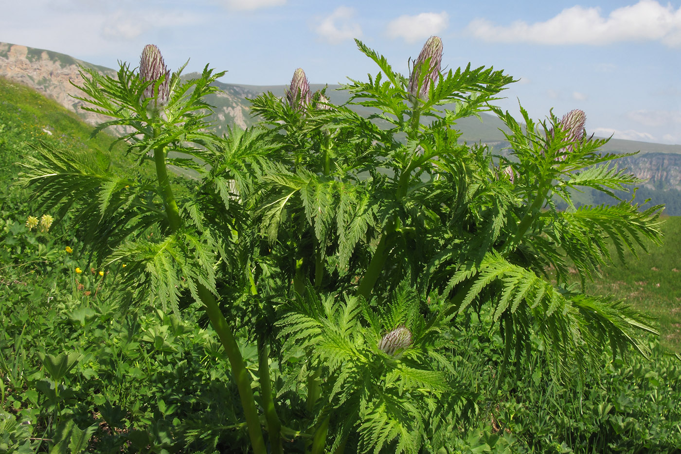 Изображение особи Pedicularis atropurpurea.