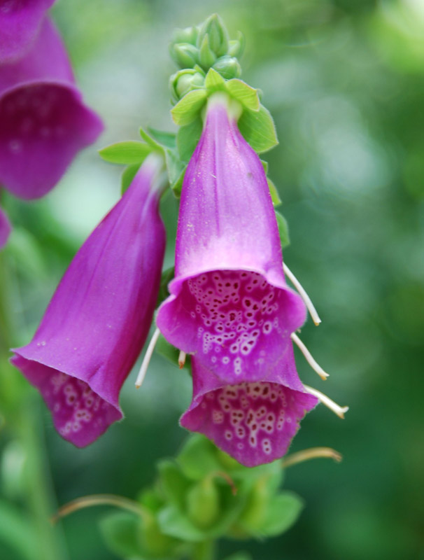 Изображение особи Digitalis purpurea.