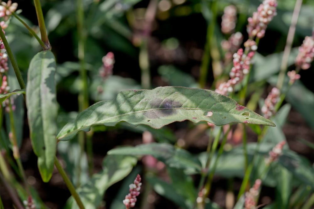 Image of genus Persicaria specimen.