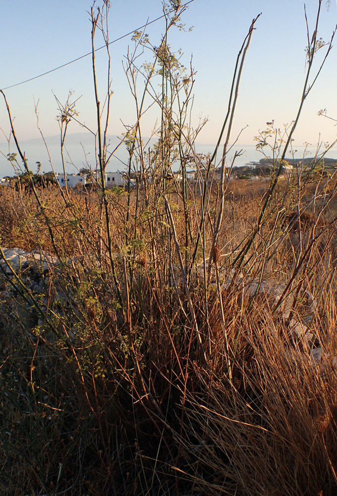 Image of Foeniculum vulgare specimen.