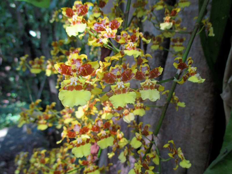 Изображение особи Oncidium cebolleta.