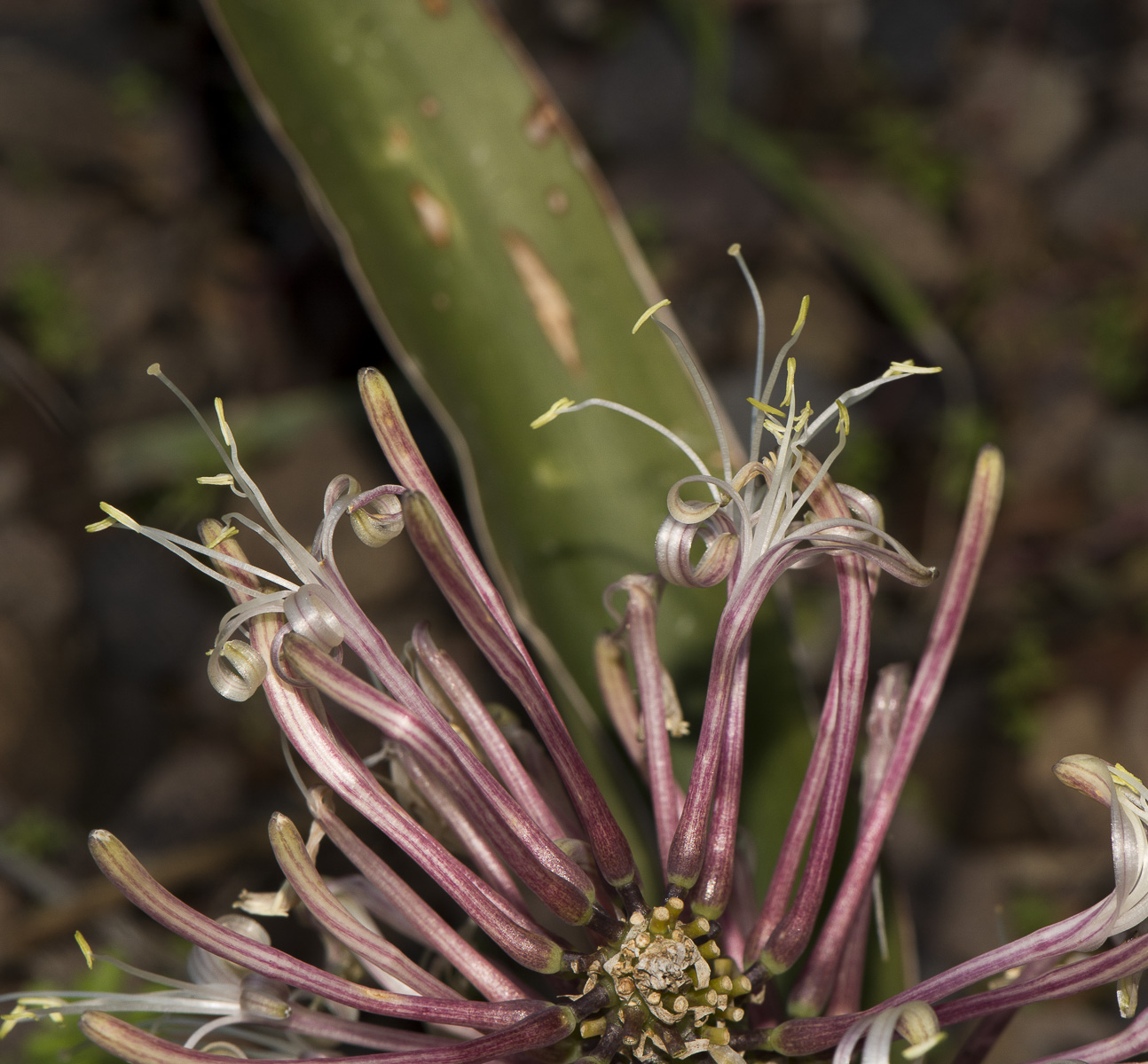 Image of Sansevieria liberica specimen.