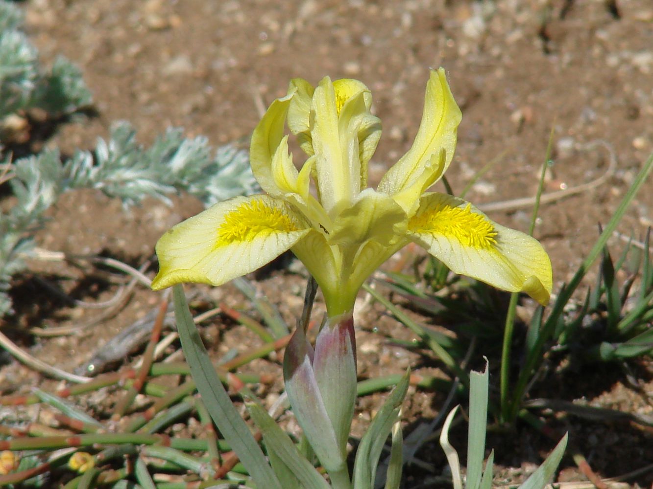 Изображение особи Iris humilis.