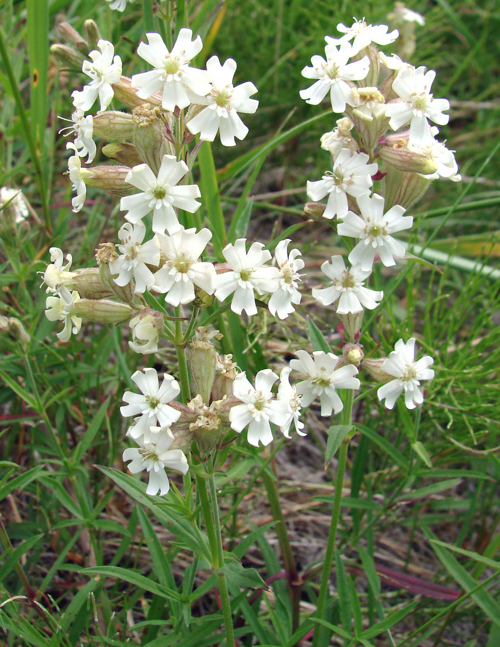 Image of Silene amoena specimen.