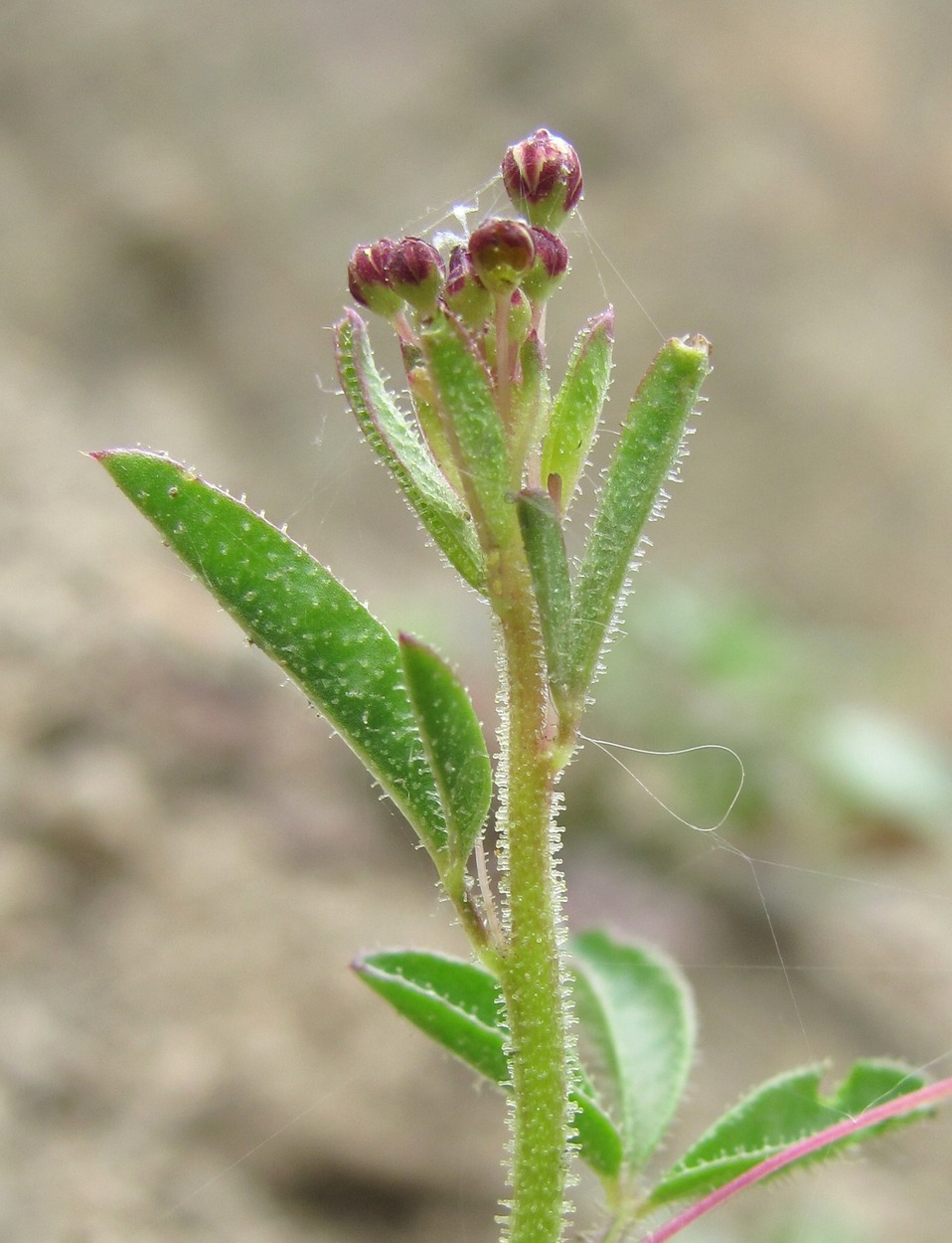 Изображение особи Cleome daghestanica.