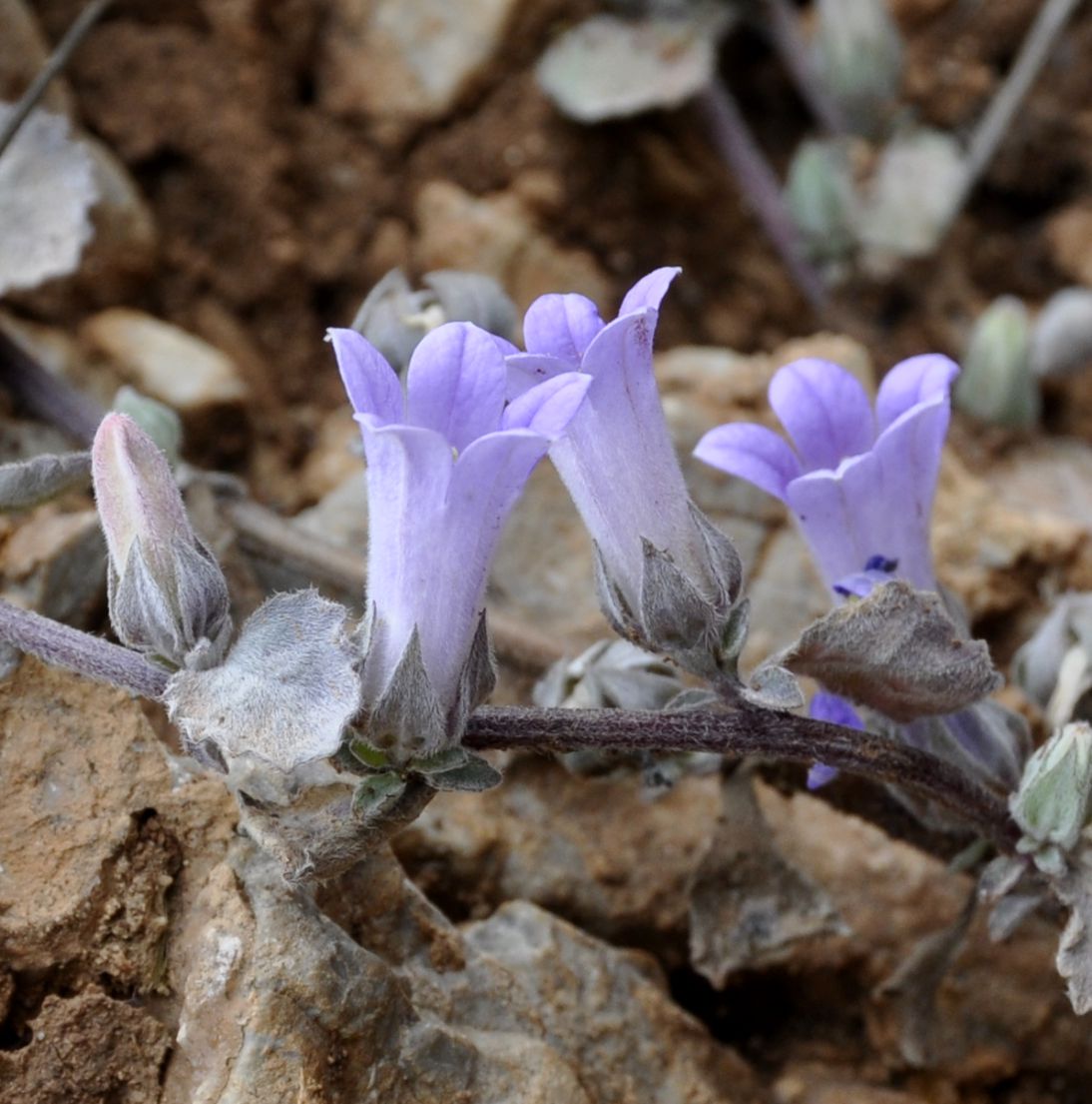 Изображение особи Campanula celsii.