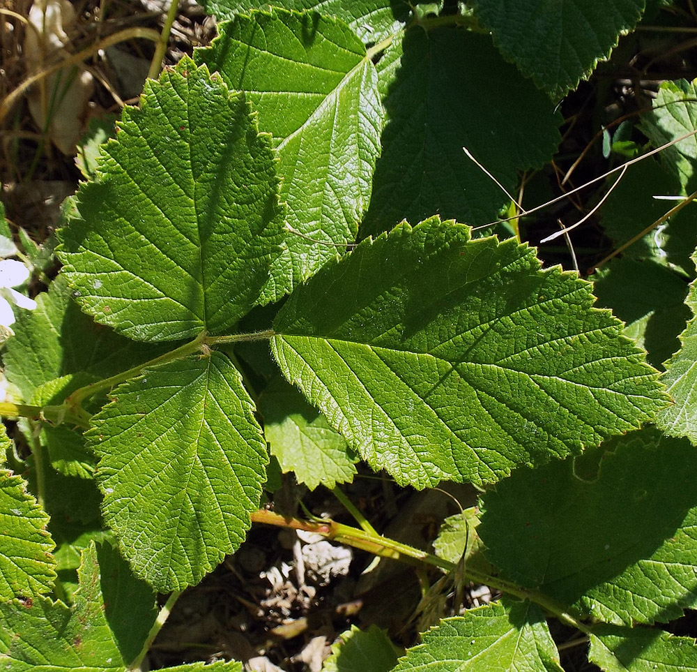 Image of Rubus candicans specimen.