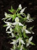 Platanthera bifolia