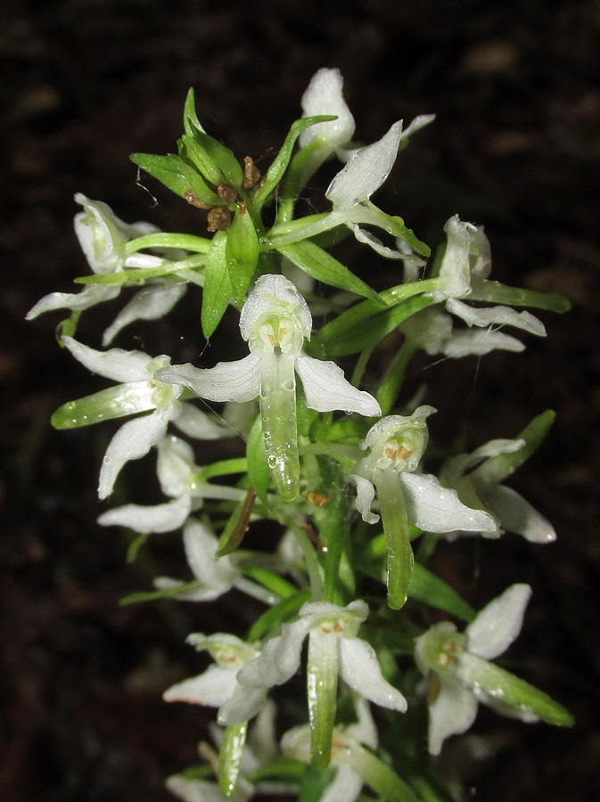 Image of Platanthera bifolia specimen.