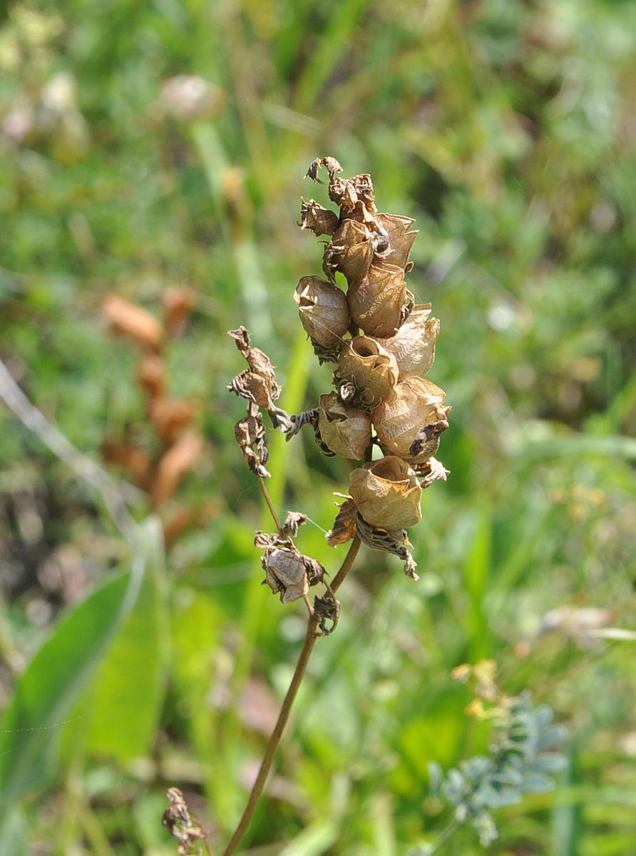 Image of genus Rhinanthus specimen.