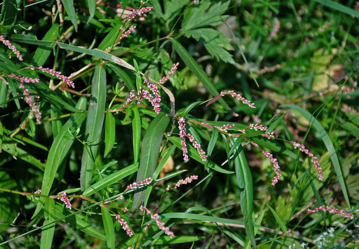 Image of Persicaria minor specimen.