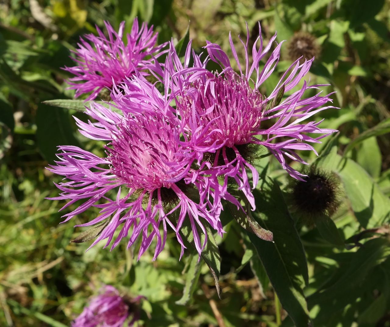 Изображение особи Centaurea alutacea.