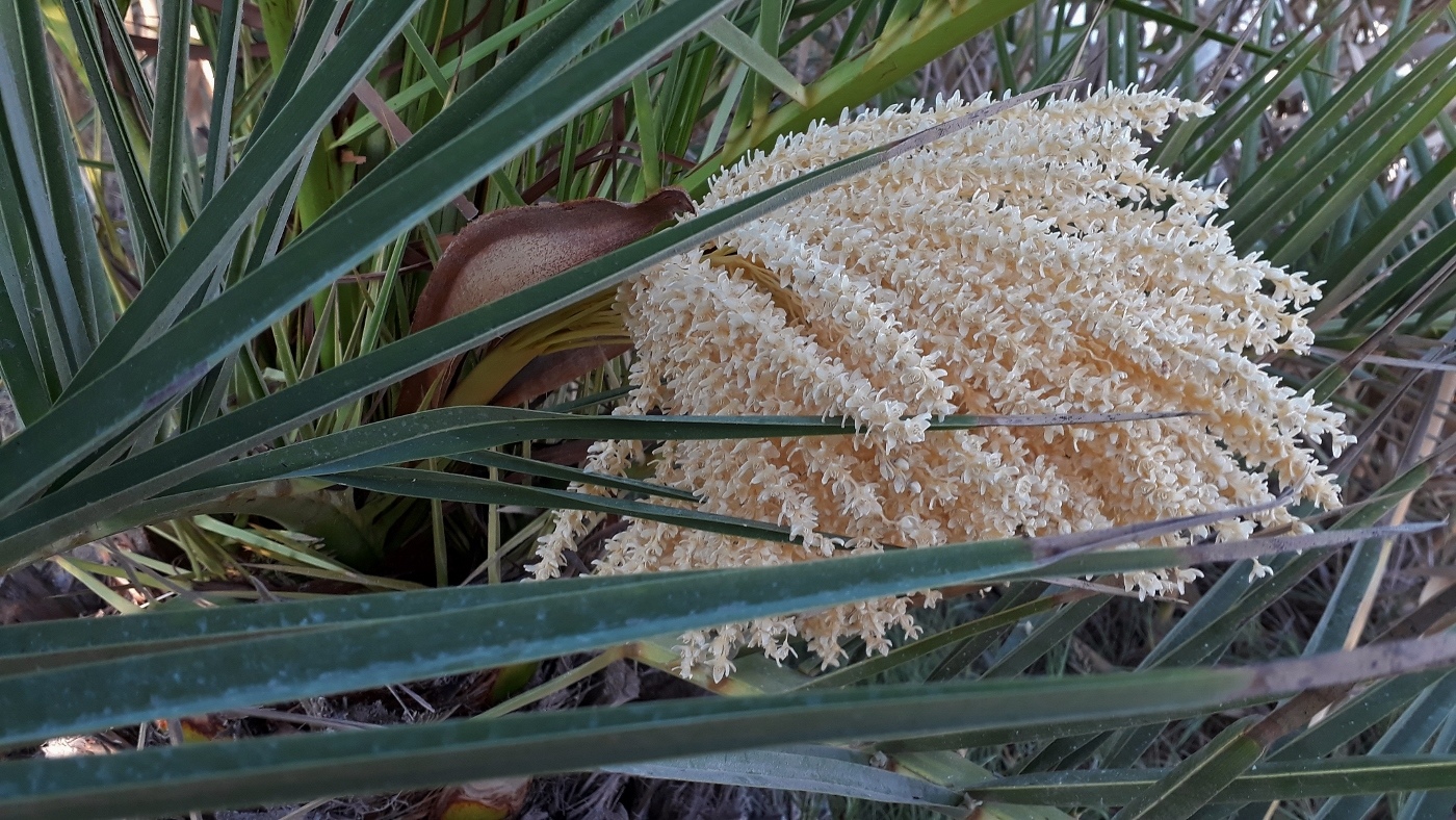 Image of genus Phoenix specimen.