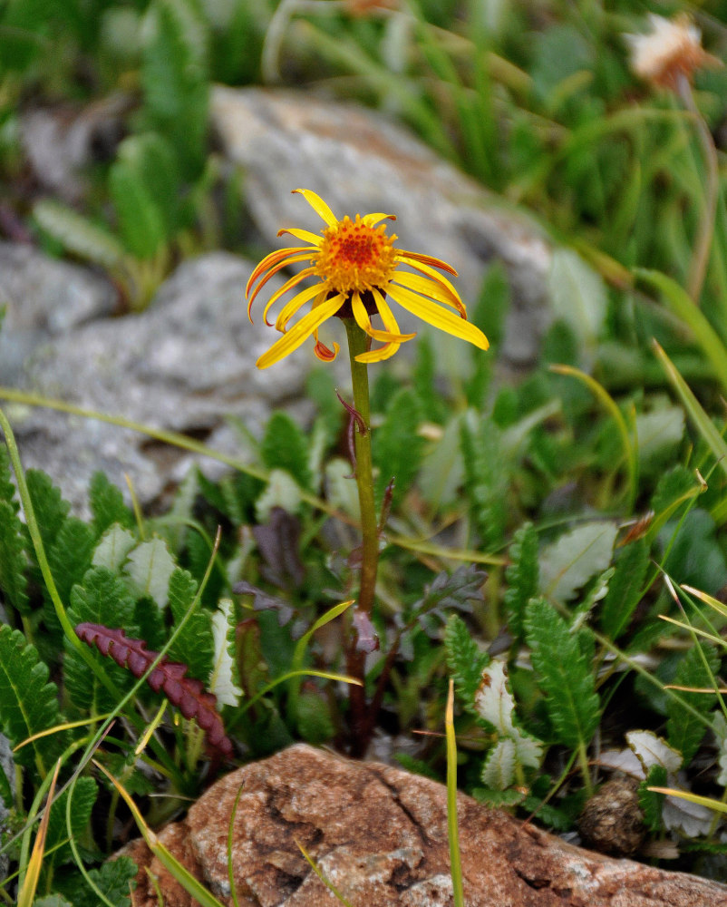 Image of Tephroseris heterophylla specimen.