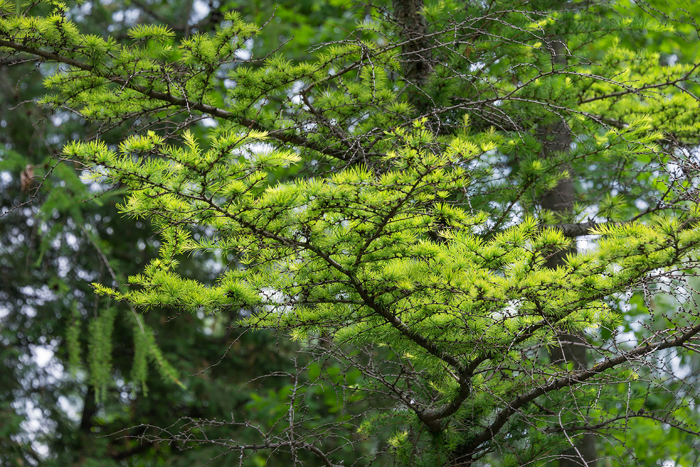 Image of Larix kaempferi specimen.