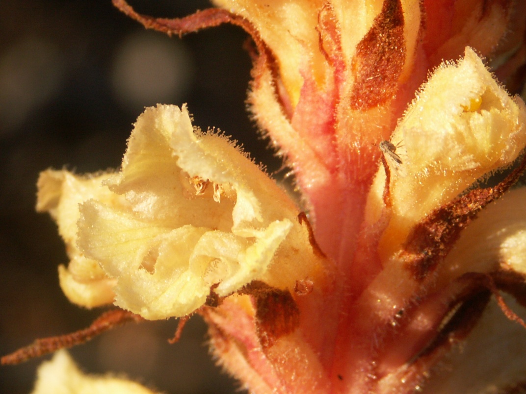 Image of Orobanche centaurina specimen.