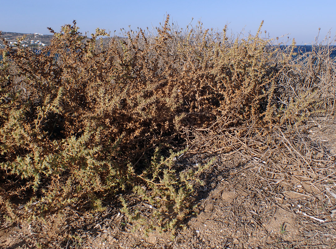 Image of Salsola pontica specimen.