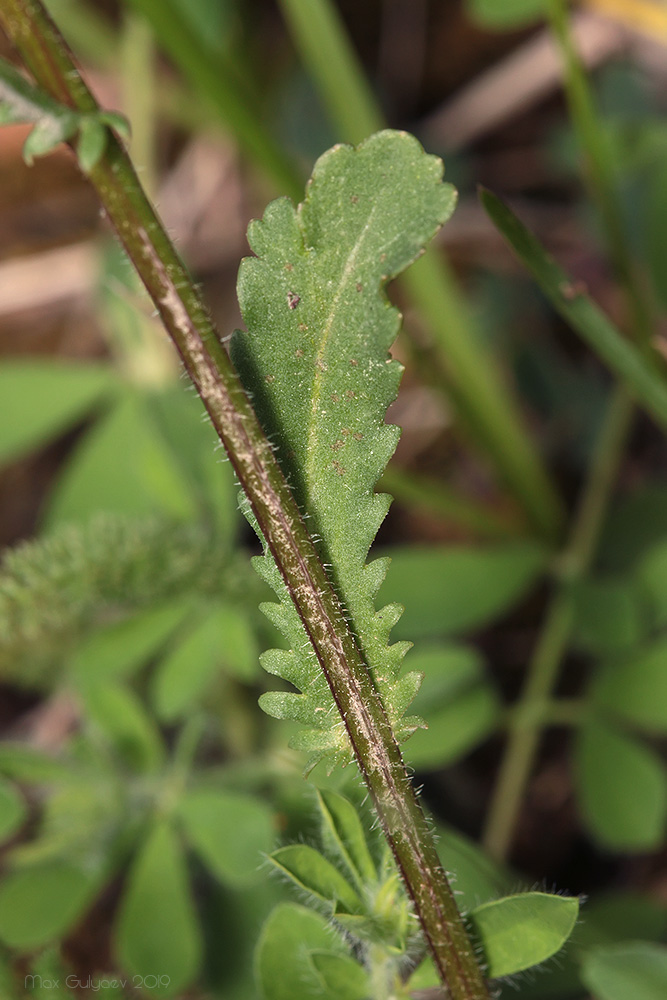 Image of Leucanthemum ircutianum specimen.