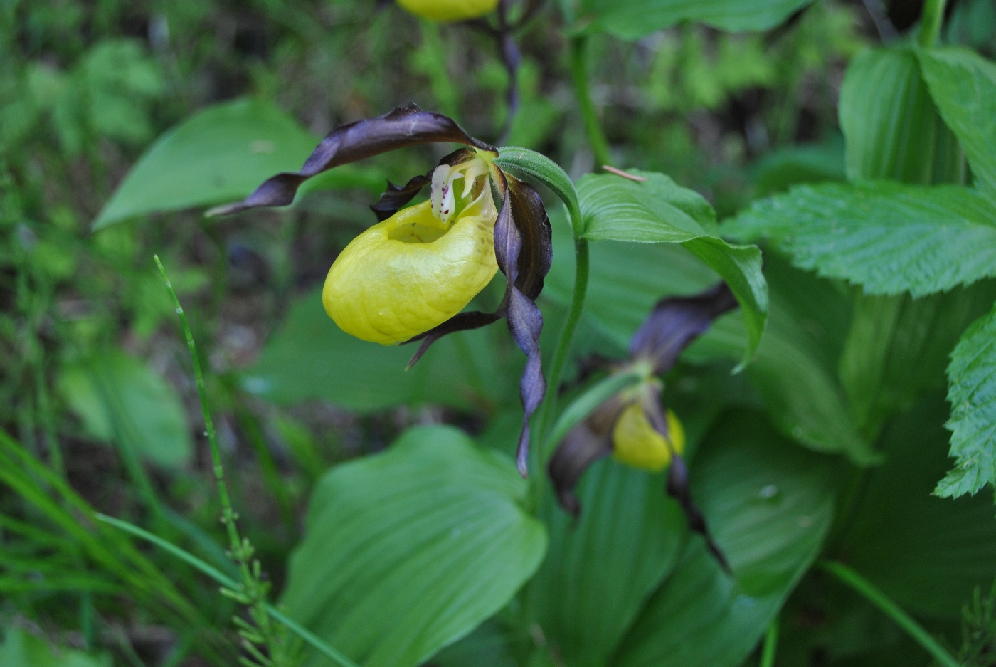 Image of Cypripedium calceolus specimen.